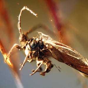 Op de afbeelding: Een fossiel insect bewaard in barnsteen. Het insect heeft een lang, dun lichaam met vleugels en poten. De barnsteen is helder en goudkleurig.