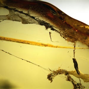 Puede incluir: Primer plano de un trozo de ámbar con diversas inclusiones, entre ellas un material fibroso fino y oscuro, una hebra larga, fina y oscura, y un pequeño objeto redondo y oscuro. El ámbar es translúcido y tiene un color amarillo-marrón.