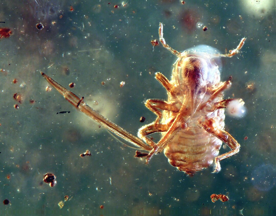 Baltic Amber Inclusion 8865 Rare Aphid Nymph. Aphidoidea. Genuine ...