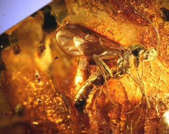 May include: A fossilized insect preserved in amber, with a golden hue. The insect's wings and legs are visible, and its body is partially obscured by the amber.