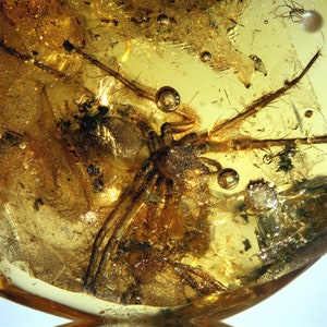 Może przedstawiać: Zfossilizowany pająk zachowany w bursztynie, przezroczystym żółto-brązowym kamieniu szlachetnym. Nogi pająka są widoczne, wraz z kilkoma pęcherzykami powietrza uwięzionymi w bursztynie.