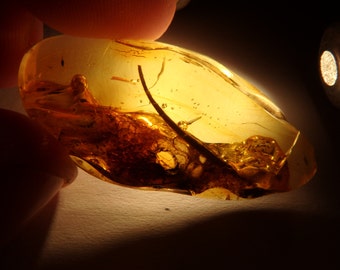 Baltic Amber Inclusion 1999 - MONSTER 1.9 CM LEAF ! Genuine amber piece. Fossil Insect - More than 40million years old. 蚂蚁，包容，琥珀