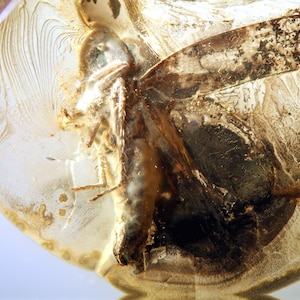 Op de afbeelding: Een fossiel insect bewaard in barnsteen, met zichtbare vleugels en lichaamsdetails. De barnsteen is helder en heeft een gouden tint.