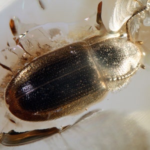 Baltic Amber Inclusion 7133 Nice Hairy Fungus Beetle Mycetophagidae. Collection Fossil Insect Genuine Natural Baltic Amber. image 1