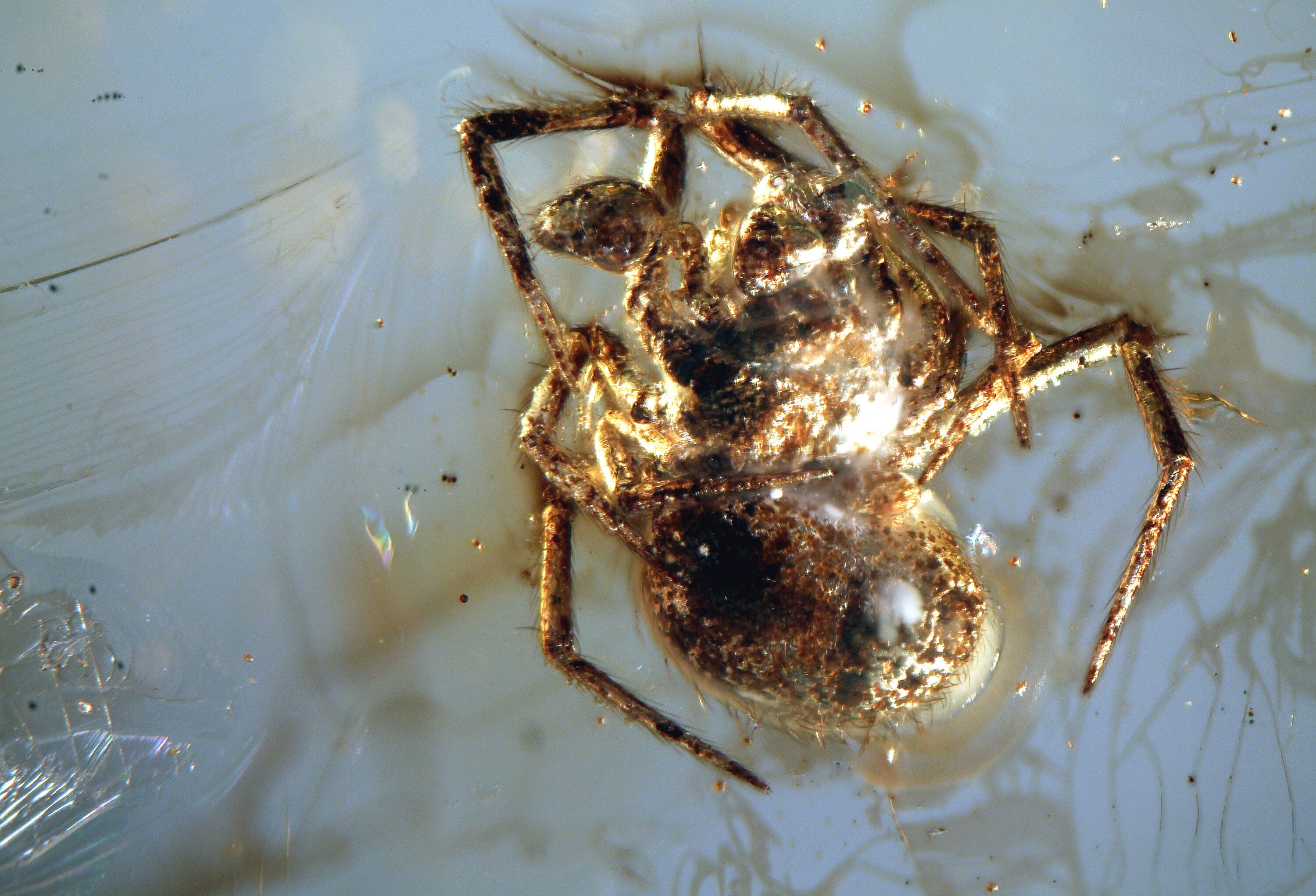 Baltic Amber Inclusion 7121 Spider + Oak Fowers + Fly, Multi-Inclusion.  Collection ! Fossil Insect Genuine Natural Baltic Amber.
