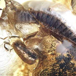 Puede incluir: Un primer plano de un insecto fosilizado atrapado en ámbar. El cuerpo del insecto es parcialmente visible, con sus alas y patas preservadas en detalle. El ámbar es de color amarillo translúcido, con un ligero tono dorado.