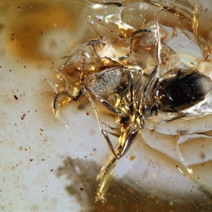 Baltic Amber Inclusion 8592 Ant In Amber With Botanical Mess. Detritus. Genuine Natural Amber 100%. Fossil Insect. Bernstein Jurassic