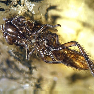 Op de afbeelding: Een fossiel insect bewaard in barnsteen. Het insect is bruin en heeft lange poten en antennes. De barnsteen is helder en heeft een gele tint.