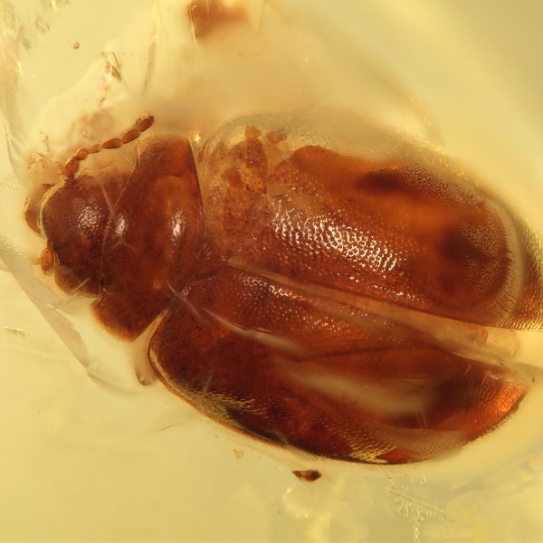 Baltic Amber Inclusion 5715 Fantastic Colorful Marsh Beetle Scirtidae. Fossil Insect. Insekt Einschluss im Baltischen Bernstein  Kafer