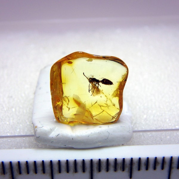 Inclusion d'ambre de la Baltique n°1 Sachet de 10 x ambre avec différentes inclusions d'insectes. LOT de 10 pièces ambrées. Insecte fossile. Collecte. Rares.
