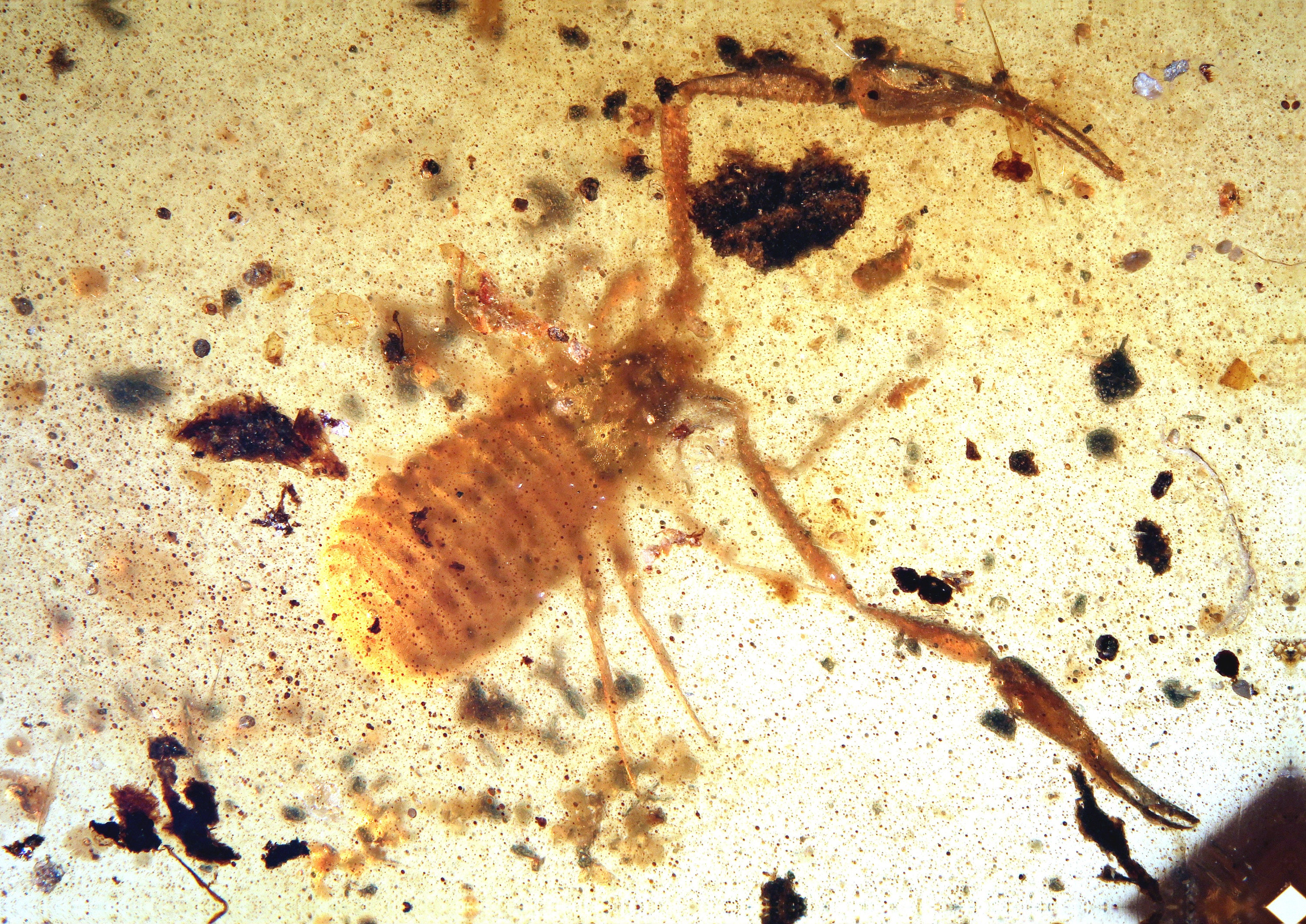 Pseudoscorpion - Etsy 日本