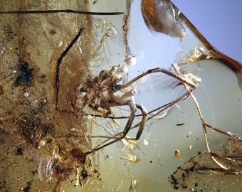 Baltic Amber Inclusion 6572 Harvestmen Opiliones &quot;spider&quot; Araneae  Fossil Insect Genuine Natural Baltic Amber, Entomology. Spinne