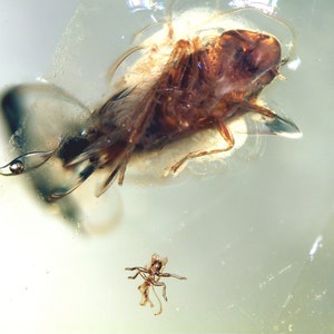 Op de afbeelding: Een close-up van een fossiel insect dat gevangen zit in barnsteen. Het insect is bruin en heeft lange poten en antennes. Een kleiner, bruin insect is ook zichtbaar in de barnsteen.