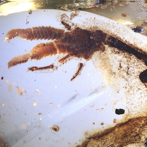 Burmite Amber Inclusion 7746 Extremely Rare Lizard Paw With Skin And Bones Well Seen. Top Museum Quality ! Cretaceous Era ! Fossil Reptilia.