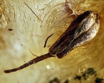 May include: A fossilized flower preserved in amber. The flower has a long, thin stem and a brown, oval-shaped head. The amber is clear and has a golden hue.