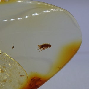 Baltic Amber Inclusion 8331 Perfect False Flower Beetle Scraptiidae. Coleoptera. Genuine Natural Amber 100% Guarantee. Fossil Insect. image 2
