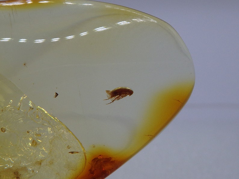 Baltic Amber Inclusion 8331 Perfect False Flower Beetle Scraptiidae. Coleoptera. Genuine Natural Amber 100% Guarantee. Fossil Insect. image 2