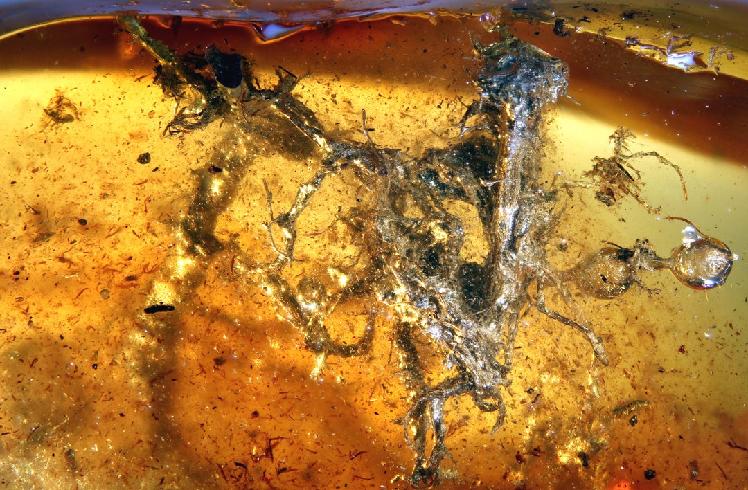 Baltic Amber Inclusion 9340 Unknown Botanical Structure. Probably Roots ...