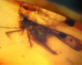 【超希少】バッタの化石 希少な絶滅したバッタ科（エルカニダエ科）、ビルマ産琥珀に含まれる