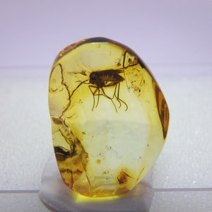 Può includere: Un piccolo pezzo di ambra con un insetto fossilizzato al suo interno. L'ambra è di colore giallo chiaro e l'insetto è marrone.