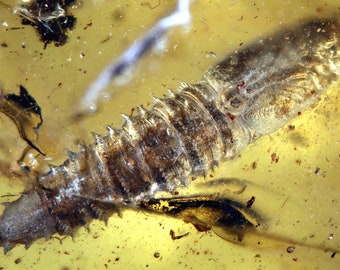 【超希少】バッタの化石 希少な絶滅したバッタ科（エルカニダエ科）、ビルマ産琥珀に含まれる