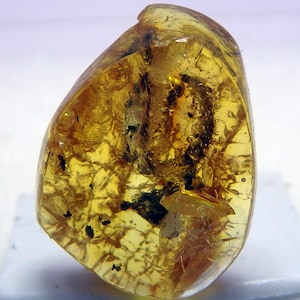 May include: A piece of amber with a fossilized insect trapped inside. The amber is a light yellow color and is translucent, allowing you to see the insect clearly. The insect is a small, dark brown beetle.
