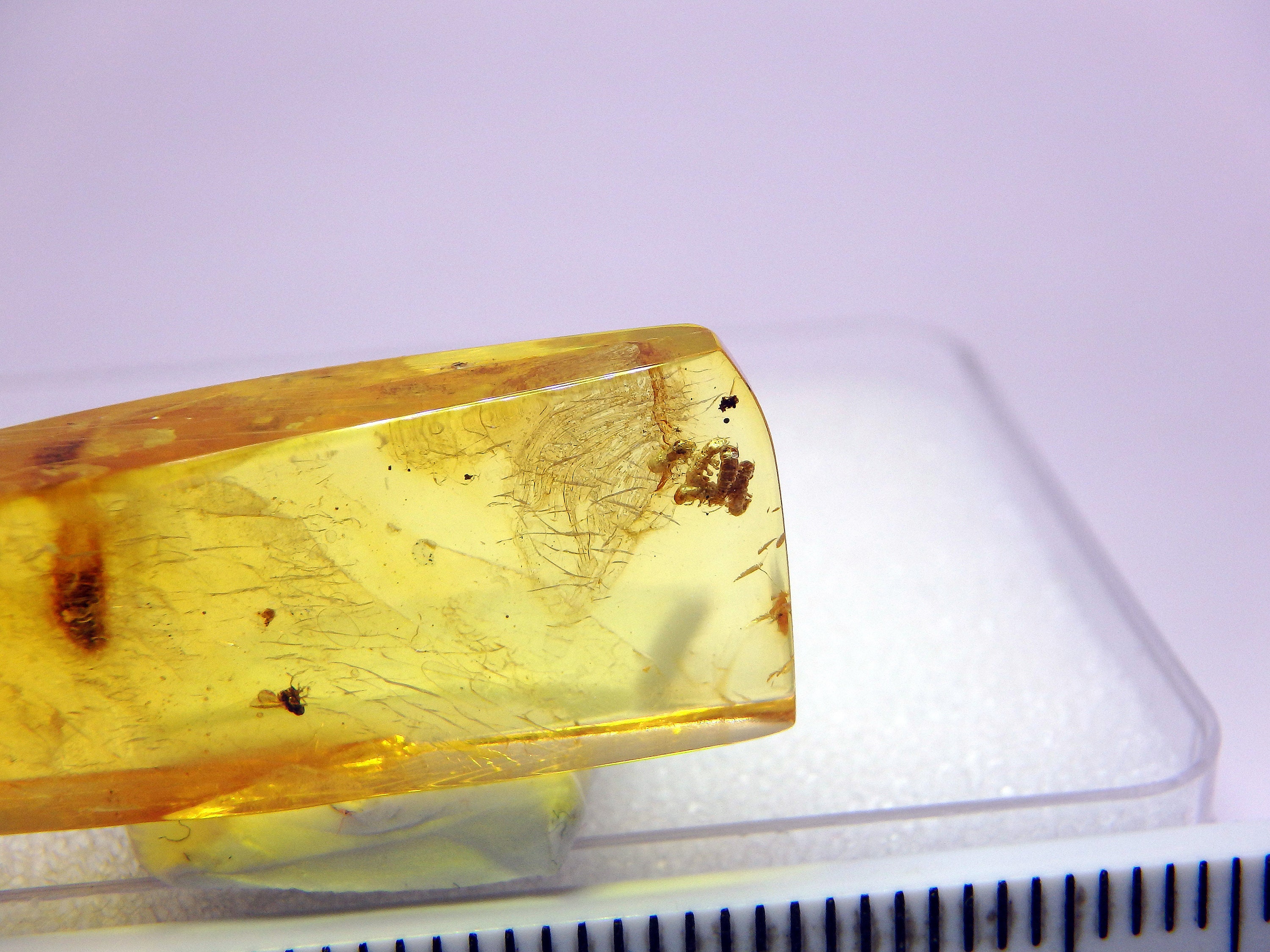 Baltic Amber Inclusion 9050 Extremely Rare Larva X 5 Baltic Amber Inclusion 9050 Extremely Rare Larva X 5