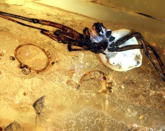May include: A fossilized spider preserved in amber. The spider is brown and black with long legs. The amber is a clear yellow color.