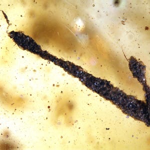 Può includere: Primo piano di un insetto fossilizzato intrappolato nell'ambra. L'insetto è marrone scuro e sembra essere una mosca o un coleottero. L'ambra è di colore chiaro e giallastro.