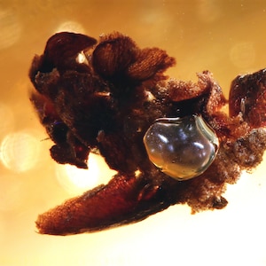 Könnte beinhalten: Nahaufnahme eines versteinerten Insekts, das in Bernstein gefangen ist. Das Insekt ist braun und hat einen durchscheinenden, bernsteinfarbenen Körper. Das Insekt ist von klarem, gelbem Bernstein umgeben.