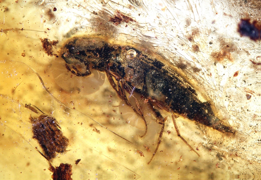 Baltic Amber Inclusion 7683 Nice Click Beetle, Elateridae. Coleoptera ...