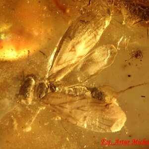 Puede incluir: Un insecto fosilizado con alas translúcidas preservado en ámbar. El insecto es de color marrón claro y tiene intrincadas venas en las alas. El ámbar es de color dorado cálido.