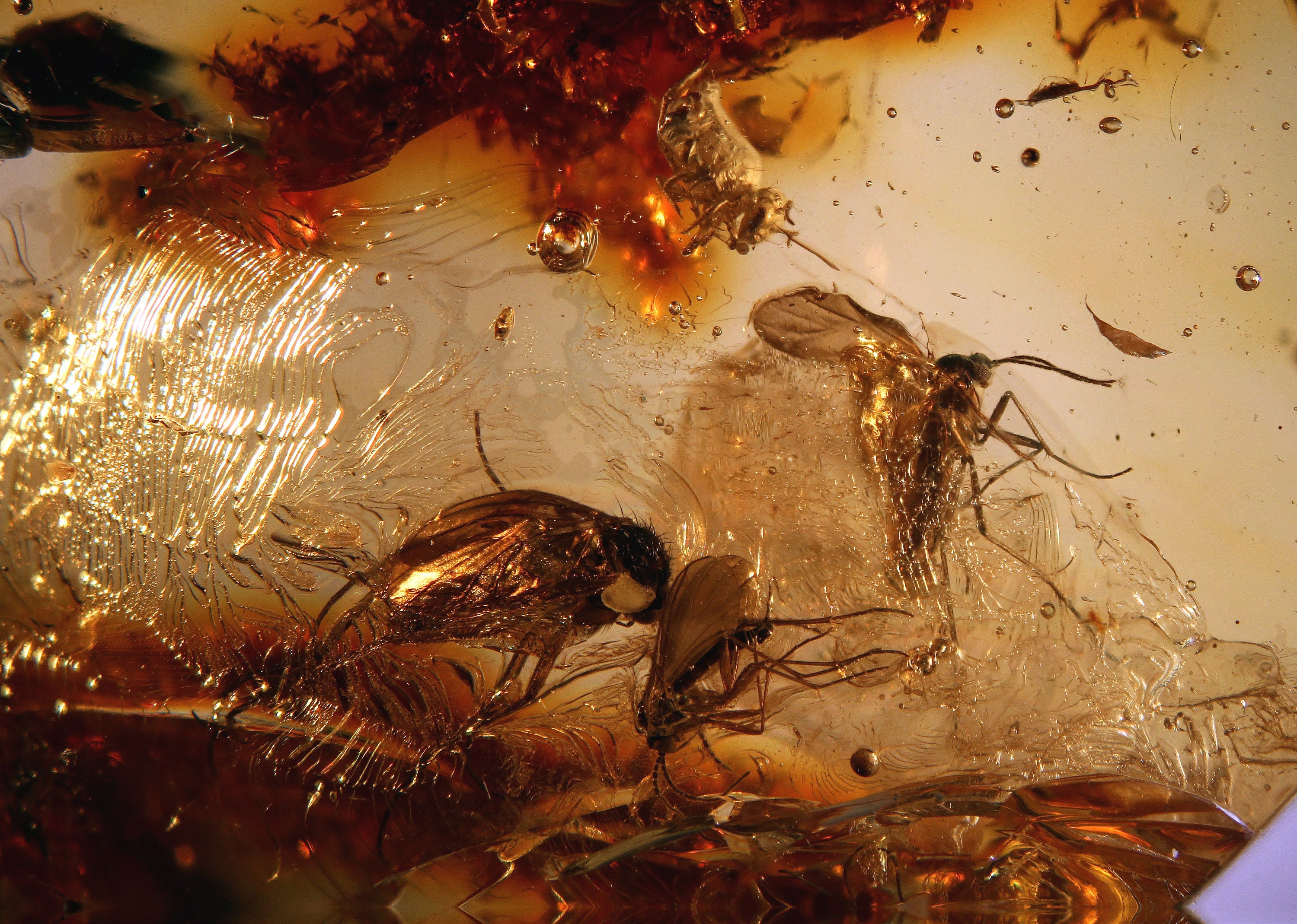 Baltic Amber Inclusion 8593 4 Flies and 3 Springtails in One Amber ...