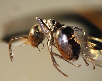 May include: A close-up of a metallic gold ant with a shiny, reflective surface. The ant is positioned on a light brown surface.