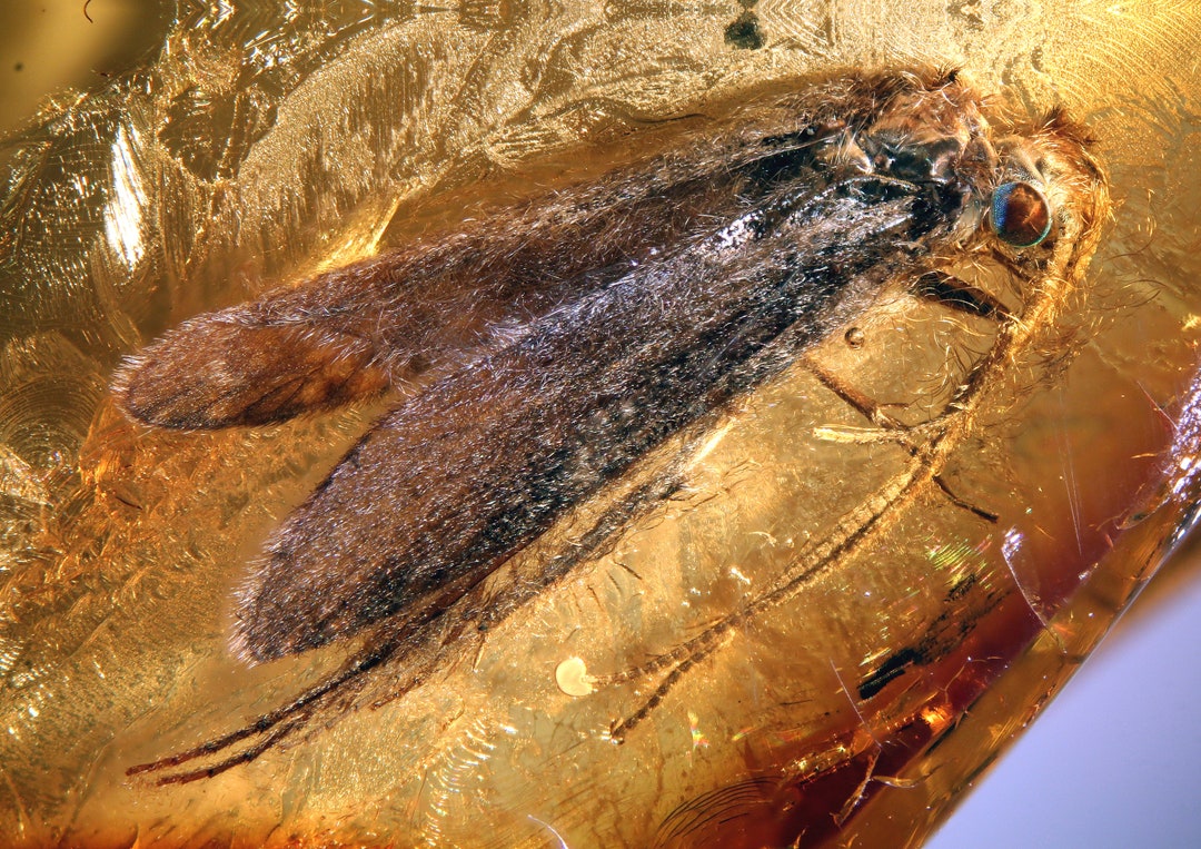 Baltic Amber Inclusion 8801 Large Perfect Caddis Fly With Colorful Eye ...