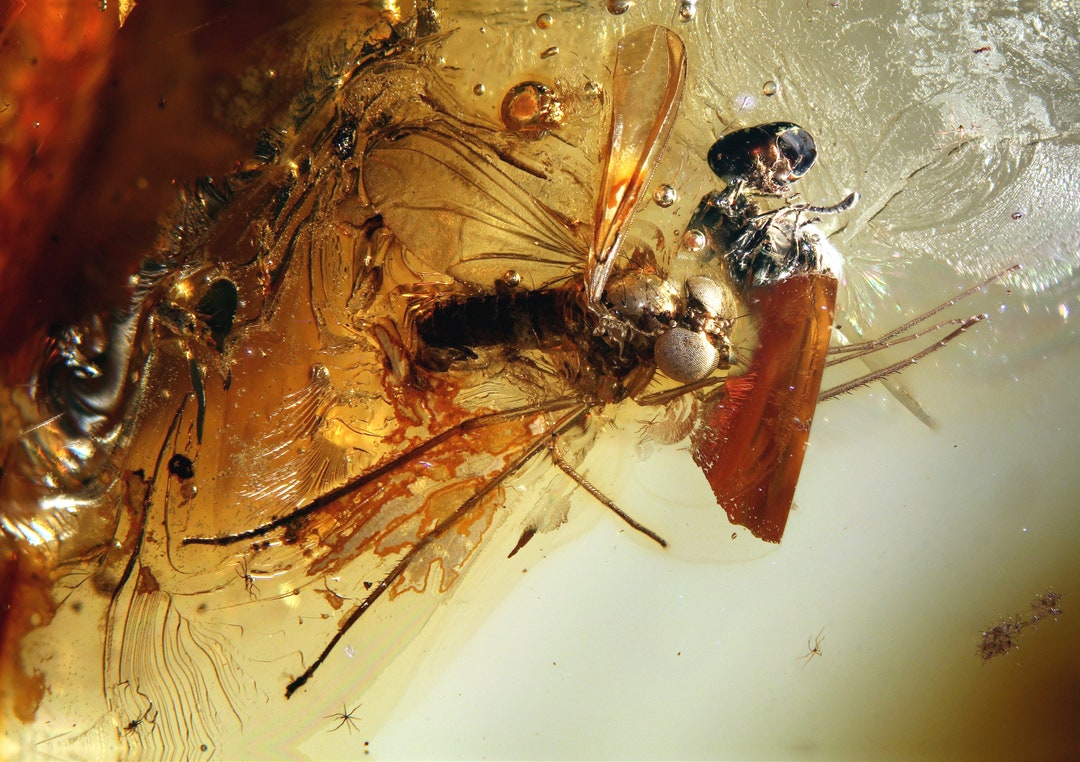 Baltic Amber Inclusion 9435 Large Rare Looking Fly + Ant Scene + More ...