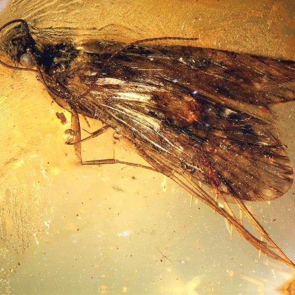 Caddisfly Jewelry Etsy