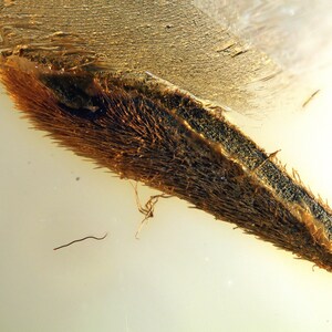 Baltic Amber Inclusion 9492 Nice Hairy Leaf In Very Clear Stone, Good For Jewelry. Display. Fossil Insect. Paleoentomology. Gemstone. Gem.