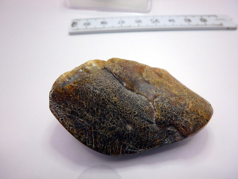 Baltic Amber Unique Color 9510: Huge 12 Gram Rare Multicolor Amber ...