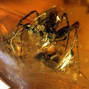 Könnte beinhalten: Eine in Bernstein konservierte fossile Spinne. Die Spinne ist dunkelbraun und hat lange Beine. Der Bernstein ist klar und goldfarben.