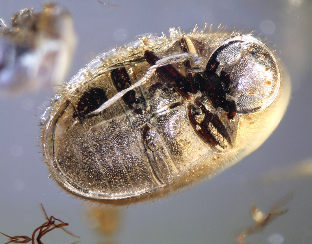 Baltic Amber Inclusion 8946 Perfect Ptiniidae ( Spider-beetle ...