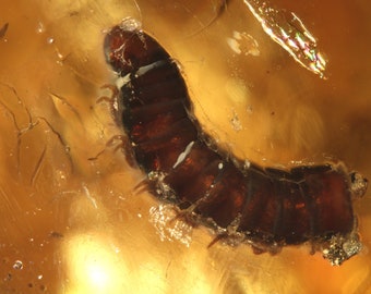 Baltic Amber Inclusion 7068 Rare Alien Larva, UNKNOWN. Top Museum Quality  Fossil Insect Genuine Baltic Amber, Entomology.
