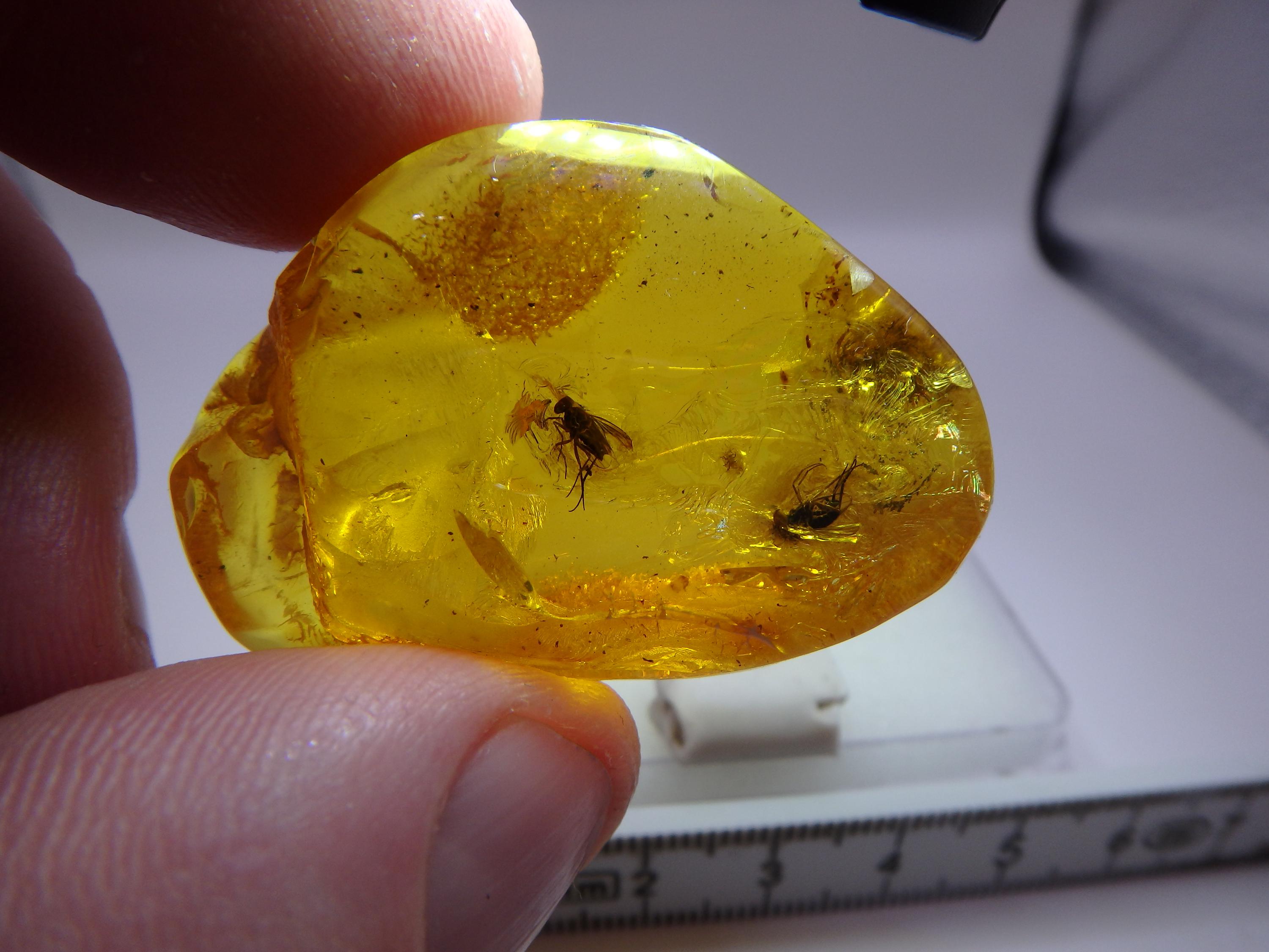 その他 amber Baltic Amber Inclusion 9968 Large Almost 9 Gram Amber With Flies
