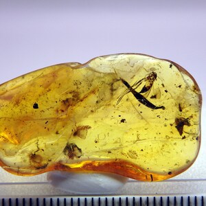 May include: A piece of amber with a fossilized insect trapped inside. The amber is a light yellow color and the insect is dark brown. The amber is about 2 inches long and 1 inch wide.