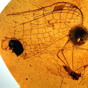 Burmite Amber Inclusion 7942 Extremely Rare Dragonfly / Damselfly Wing + beetle + fly. Odonata !  Cretaceous Era ! Fossil Insect Genuine