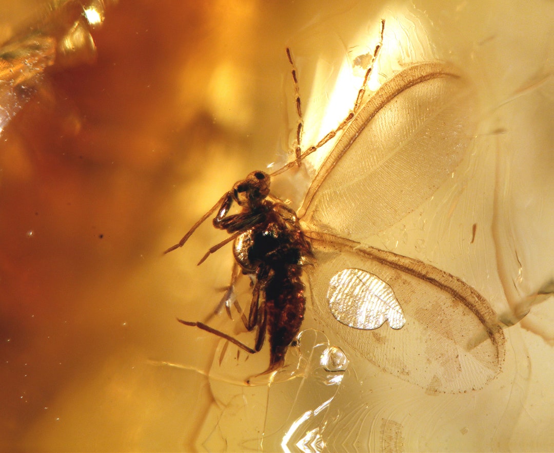 Baltic Amber Inclusion 8101 Scale Insect Coccid. Matsucoccidae ...