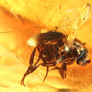 Op de afbeelding: Een fossiel insect bewaard in barnsteen. Het insect heeft een donkerbruin lichaam en doorschijnende vleugels. De barnsteen is warmgeel van kleur.