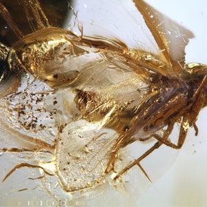 Op de afbeelding: Een fossiel insect bewaard in barnsteen. Het insect is bruin en heeft lange poten. De barnsteen is helder en heeft een gouden tint.