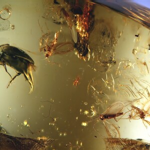 Baltic Amber Inclusion 4821  Beetle Mrdeliidae + 3 nice midges. Fossil Insect Genuine Natural Baltic Amber, Entomology, Paleoentomology