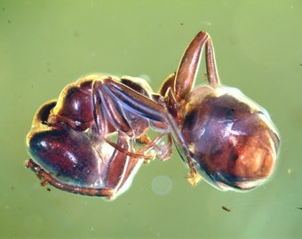 Baltic Amber Inclusion 5942 Perfect Colorful Ant in clear amber Fossil Insect, Bernstein Inklusen, Einschluss, Insekt Ameise